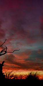 Nature,Night,Tree,Sky,Silhouette,Wood,Sunset