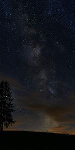 Nature,Night,Tree,Starry Sky,Spruce,Fir,Stars,Wood