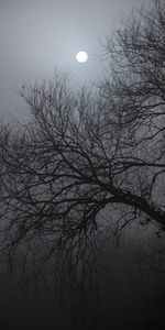 Nature,Night,Wood,Tree,Dark,Moonlight,Moon