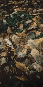 Nature,Oak,Fallen,Autumn,Foliage