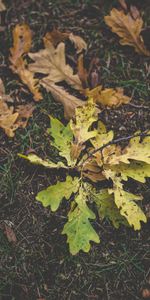 Herbe,Chêne,Nature,Feuillage,Automne