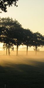 Nature,Outline,Ochertiya,Garden,Dawn