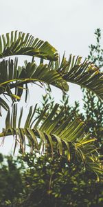 Nature,Palm,Branches,Branch,Trunk