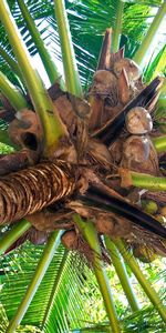 Nature,Palm,Branches,Branch,Trunk,From Below,Coconuts,Fruit