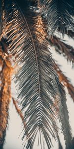 Nature,Palm,Faded,Sheet,Leaf