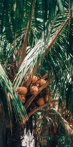 Nature,Palm,Fetus,Leaves,Plant,Fruit