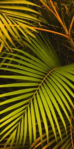 Nature,Palm,Leaves