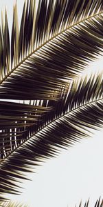 Nature,Palm,Leaves,Tropics