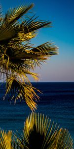 Nature,Palm,Sea,Tropics