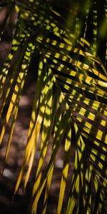 Nature,Palm,Sheet,Leaf,Branch,Shadows