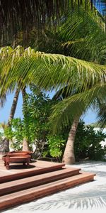 Nature,Palm,Steps,Sofas,Tropics,Sand,Beach