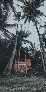 Nature,Palms,Tropics,House