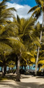 Mauricio,Naturaleza,Palms,Zona Tropical,Trópico,Playa