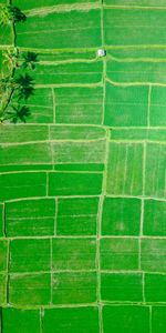 Nature,Palms,Ubud,Indonesia,Fields