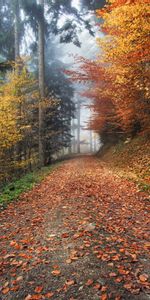 Naturaleza,Otoño,Camino,Follaje