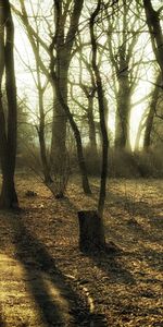 Nature,Path,Colors,Color,Trail,Paints,Mystery,Trees,Forest,Trunks,Secret,Autumn