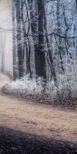 Invierno,Camino,Bosque,Naturaleza,Niebla,Escarcha