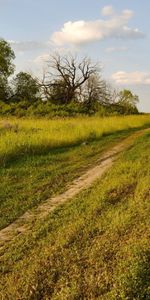 Nature,Path,Trail,Trees,Summer,Road,Field