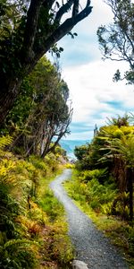 Naturaleza,Verduras,Camino,Jungla,Tropical,Selva