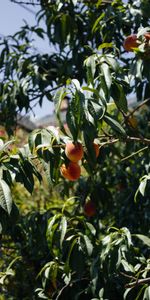 Bois,Arbre,Branches,Nature,Fruits,Pêches