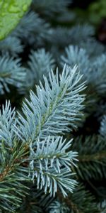 Nature,Pine,Branch,Prickles,Thorns,Plants