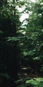 Nature,Pin,Branches,Aiguilles,Forêt