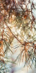 Nature,Pine,Branches,Thorns,Prickles