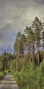 Nature,Pine,Clouds,Silhouette,Road,Human,High,Trees,Trunks,Person,Cyclist