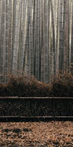 Nature,Plant,Bamboo,Stems