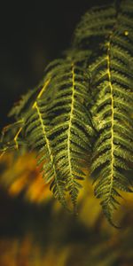 Nature,Plante,Planter,Fougère,Branche