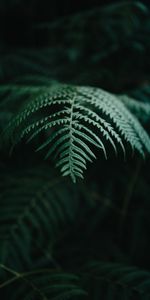 Nature,Plant,Branch,Macro,Fern