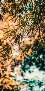 Nature,Plant,Branches,Bamboo,Leaves