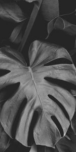 Nature,Feuilles,Plante,Planter,P C,Chb,Monstera