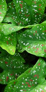 Planter,Caladium,Kaladium,Feuilles,Nature,Plante