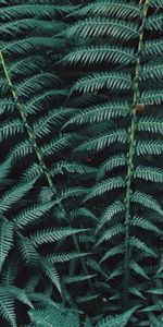 Nature,Planter,Feuilles,Sculpté,Fougère,Plante