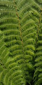 Nature,Plant,Common Ostrich,Ostrich Ordinary,Leaves,Carved,Fern