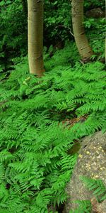 Nature,Plant,Greens,Forest,Fern