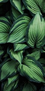 Feuilles,Plante,Planter,Hôte,Hosta,Nature