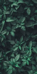 Nature,Plant,Leaves