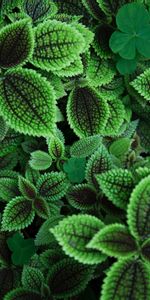 Nature,Plant,Leaves