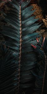 Nature,Plant,Leaves,Carved,Exotic