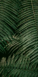 Nature,Feuilles,Plante,Planter,Fougère