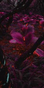 Nature,Plant,Leaves,Violet,Tropics,Purple,Jungle