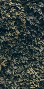 Nature,Plant,Leaves,Wall