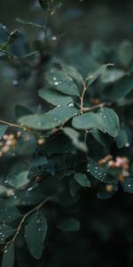 Nature,Plant,Macro,Leaves,Drops,Wet