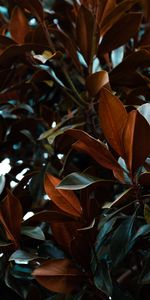 Nature,Plante,Planter,Feuilles,Magnolia