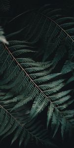 Nature,Plant,Sheet,Leaf,Close Up,Carved,Fern