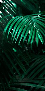 Nature,Plante,Planter,Feuille,Ombres,Ombre,Sombre