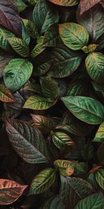 Nature,Plant,Shine,Brilliance,Leaves