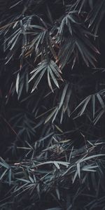 Nature,Plant,Smooth,Branches,Vegetation,Blur,Leaves